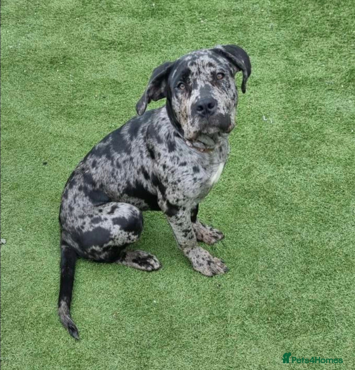 Mixed Breed dogs Cane corso x female black merle puppy - Advert 2