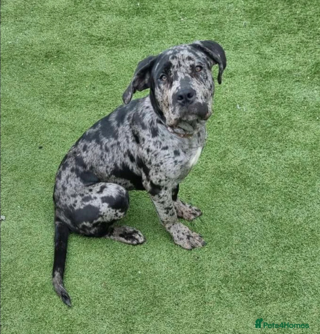 Mixed Breed dogs for sale: Cane corso x female black merle puppy in Lochgelly - Advert 1