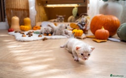 Bengal cats for sale: Pure Snow Bengals-TICA champions pedigree-Stunning - Image 31