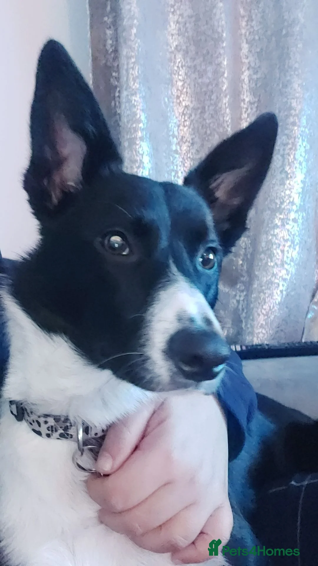 Border Collie dogs for sale: Harley  in Stockton-on-Tees - Advert 3