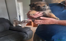 German Shepherd dogs for sale: Beautiful German shepherd pups - Image 16