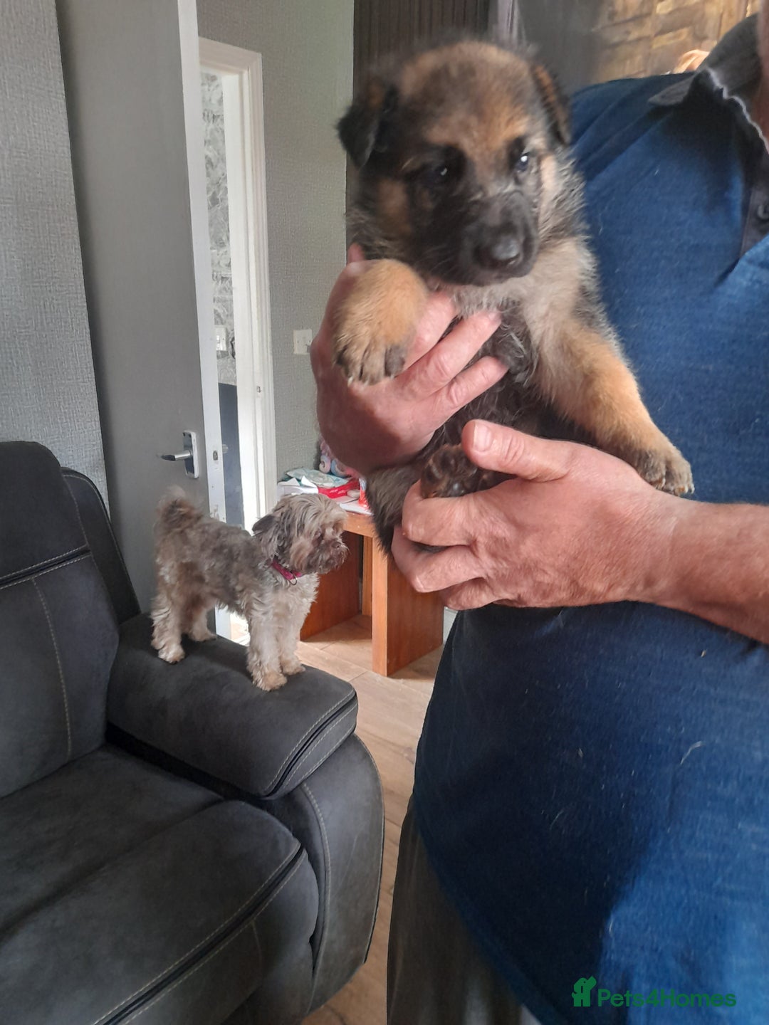 German Shepherd dogs for sale: Beautiful German shepherd pups - Image 16
