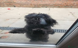 Shih Tzu dogs for sale: Imperial shih Tuz - Advert 7