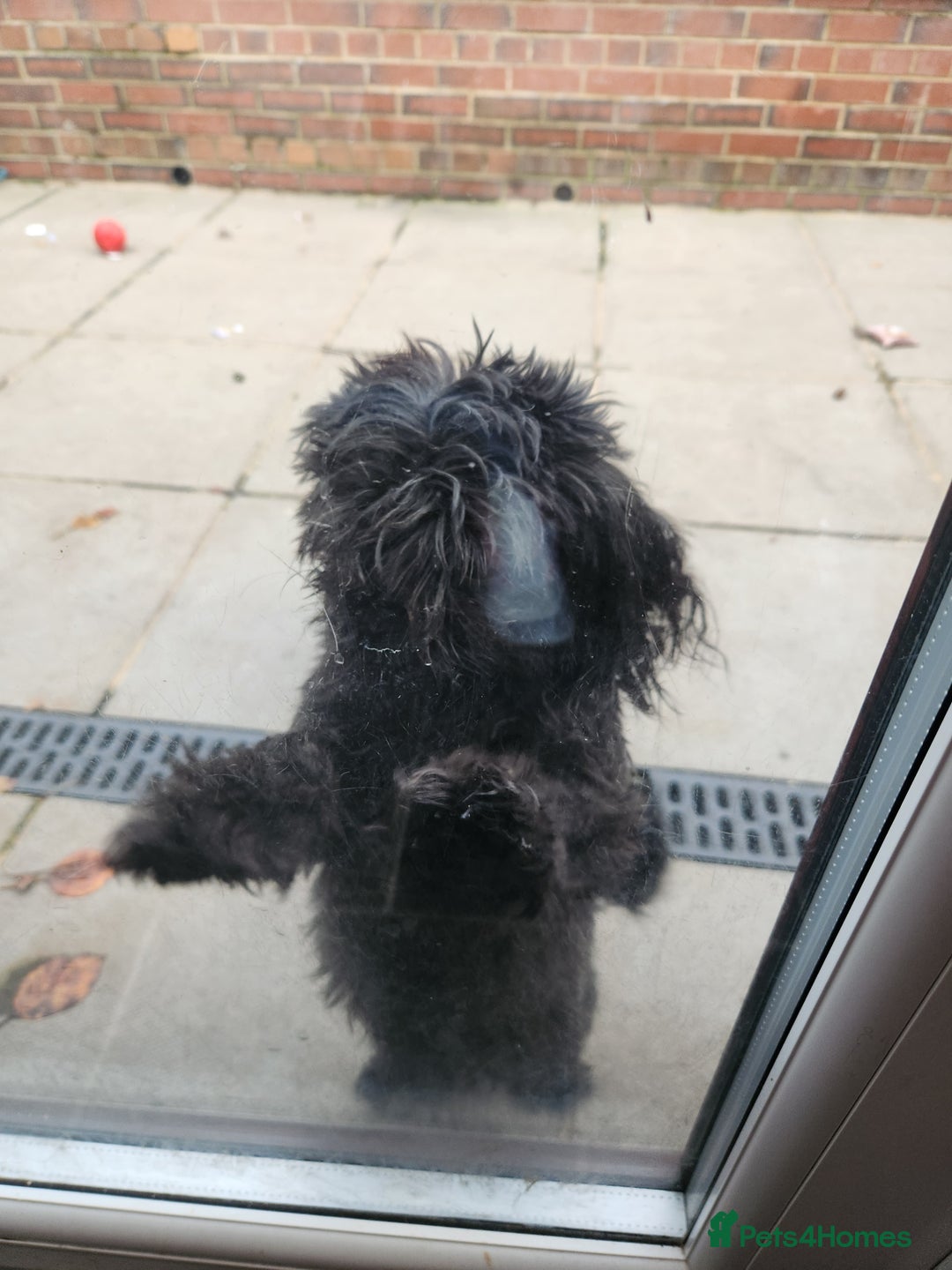 Shih Tzu dogs for sale: Imperial shih Tuz - Advert 7