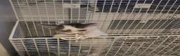 Mixed Breed cats for sale: FREE Orphan kitten in Birmingham - Advert 3