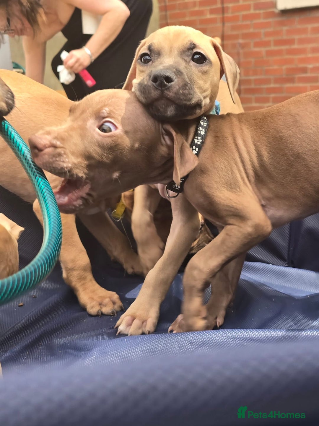 Mixed Breed dogs for sale: Staff cross pups - Image 11