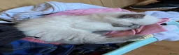 Ragdoll cats for sale: Beautiful seal point female kitten GCCF reg - Advert 7
