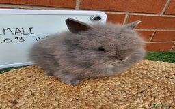 Lionhead rabbits for sale: Double Maned Lionhead  - Image 12