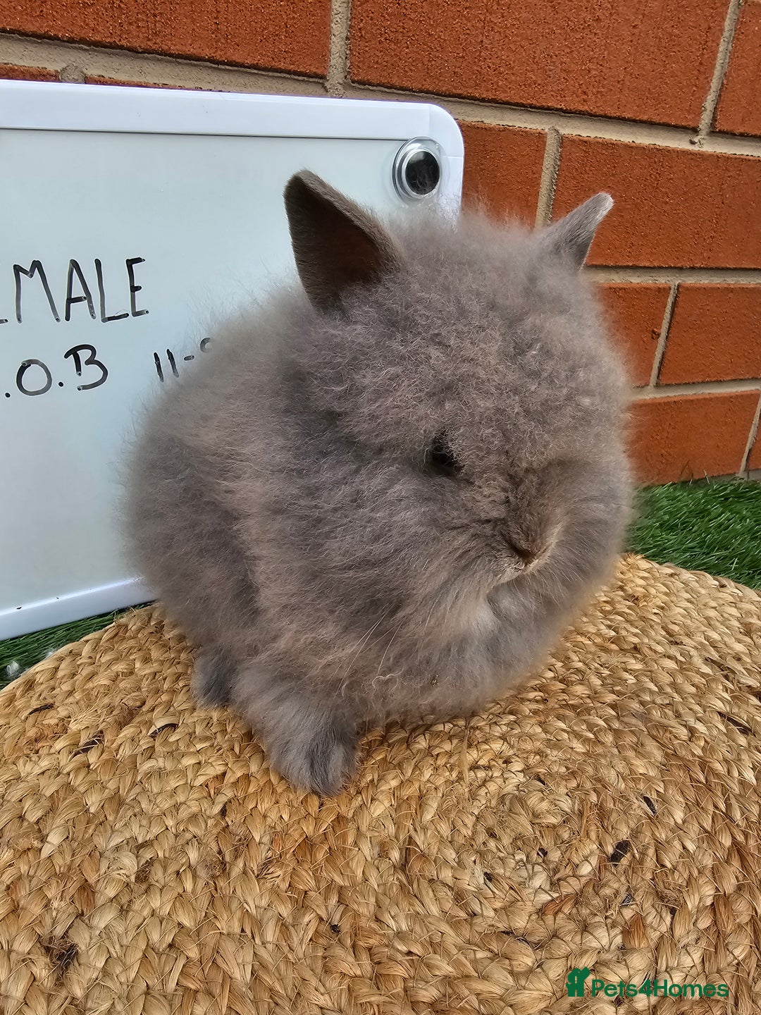 Lionhead rabbits for sale: Double Maned Lionhead  - Image 12