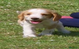 Cocker Spaniel dogs for sale: COCKER SPANIEL PUPPIES READY NOW - Image 14