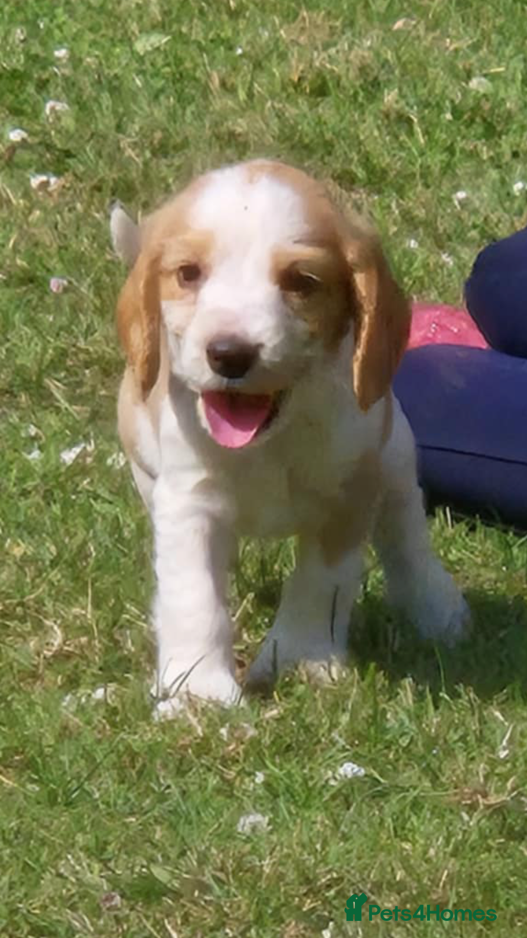 Cocker Spaniel dogs for sale: COCKER SPANIEL PUPPIES READY NOW - Image 14