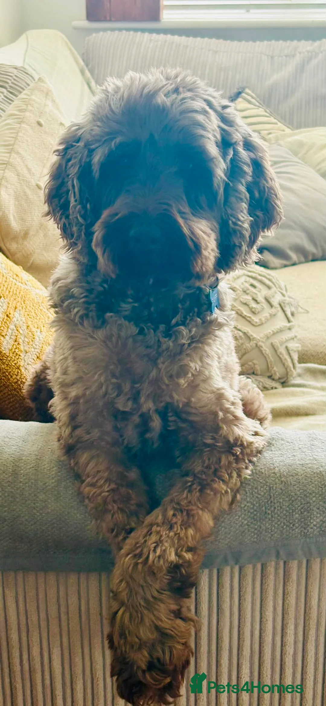 Australian Labradoodle dogs for sale: Australian Labradoodle for rehoming - Advert 2