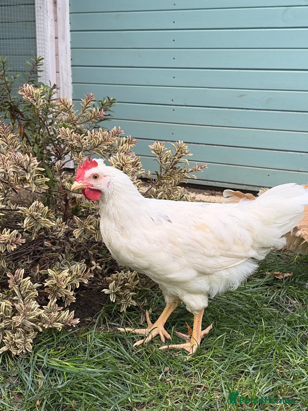 Chickens poultry for sale: Cockerel Leghorn x Naked neck - Advert 2
