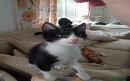 Norwegian Forest Cat cats for sale: Marshal - Image 5