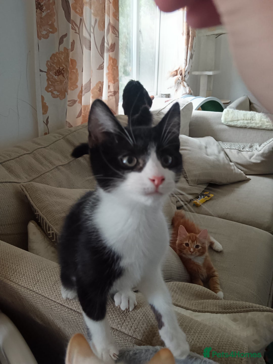 Norwegian Forest Cat cats for sale: Marshal - Image 5