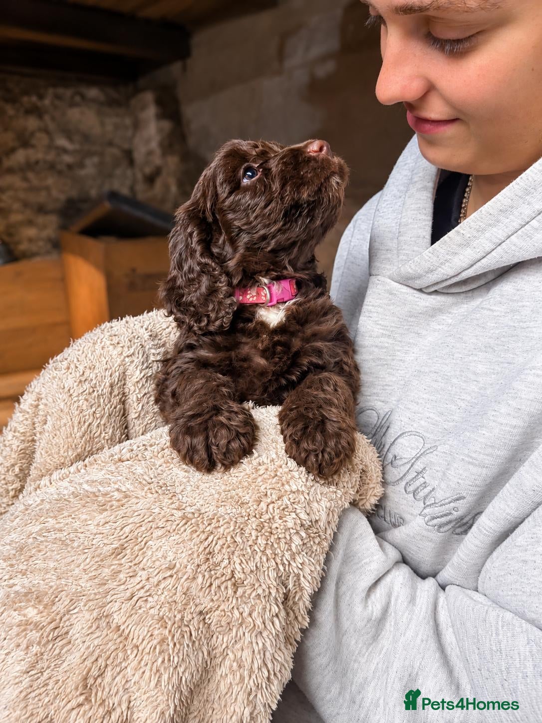 Mixed Breed dogs Beautiful Sproodle Puppies ready In 1 week! - Advert 9