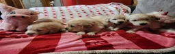 Golden Retriever dogs for sale: Golden retriever puppies  - Advert 19