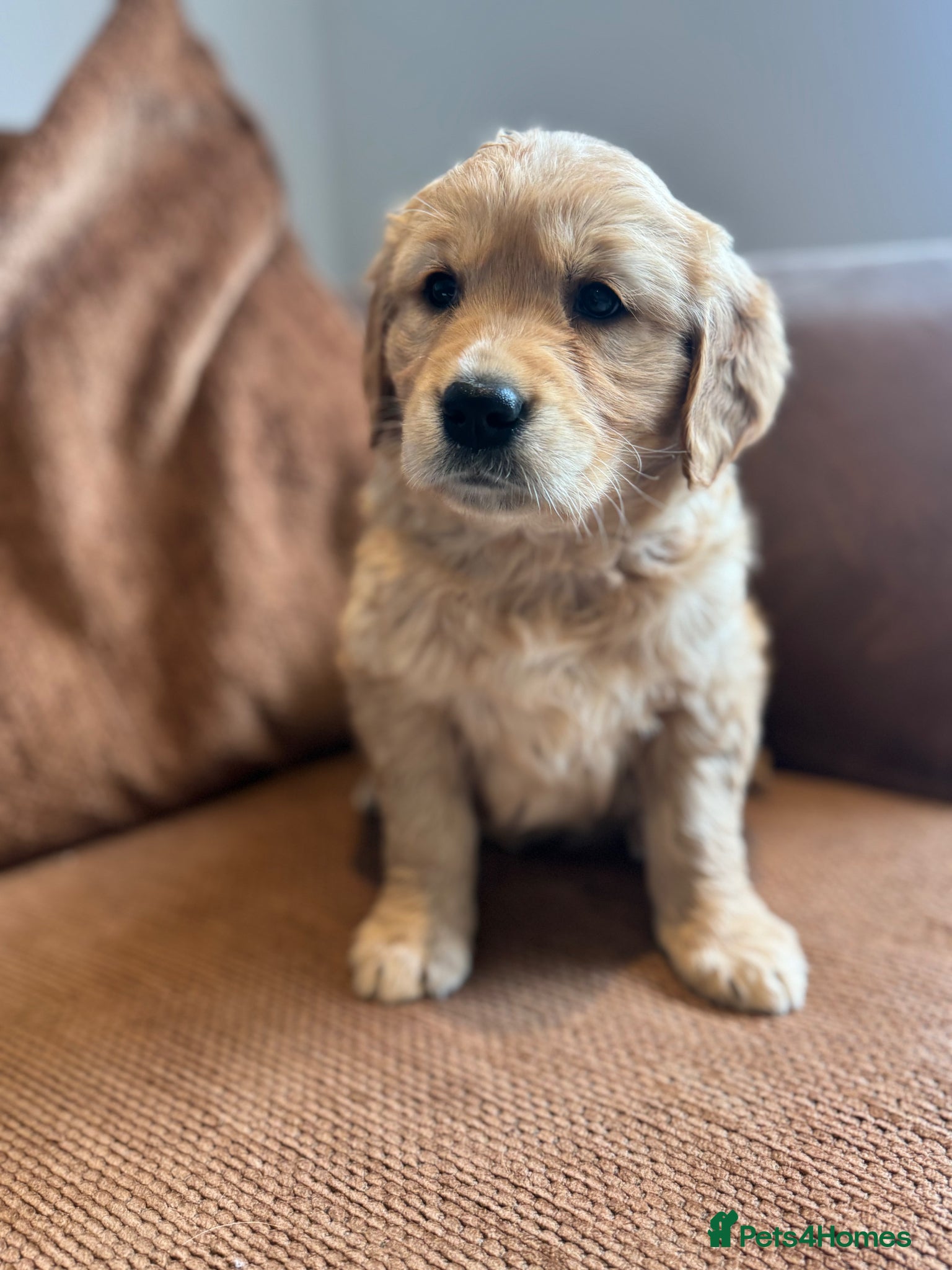 Golden Retriever dogs Gorgeous KC Golden Retrievers Health Tested  - Advert 2