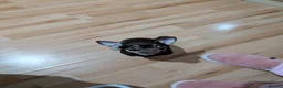 Chihuahua dogs for sale: Chocolate Tri female chihuahua - Advert 4