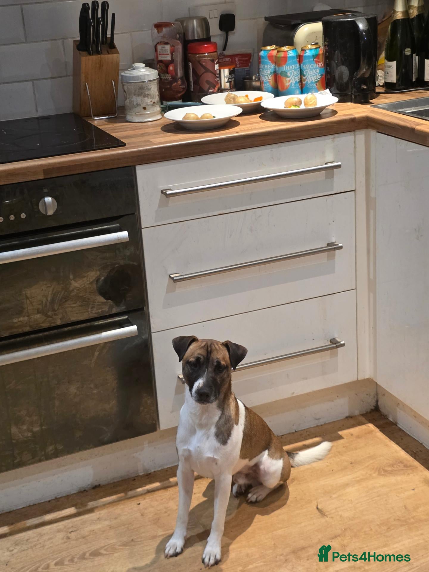 Mixed Breed dogs for sale: Plumber Terrier  - Advert 4