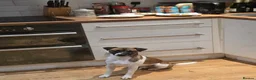 Mixed Breed dogs for sale: Plumber Terrier  in Caernarfon - Advert 1
