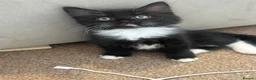 Mixed Breed cats for sale: Kittens for sale  - Advert 4