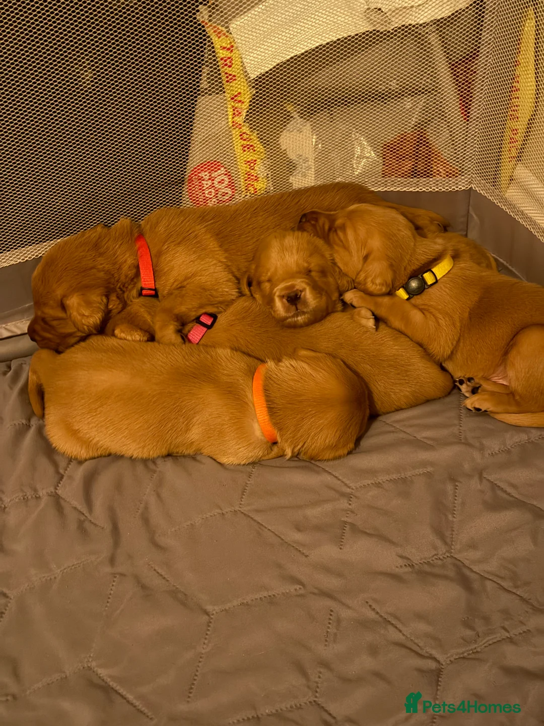 Goldador dogs for sale: Goldador Puppies  - Advert 1