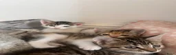 Mixed Breed cats for sale: Adorable kittens for sale in Basildon - Advert 4