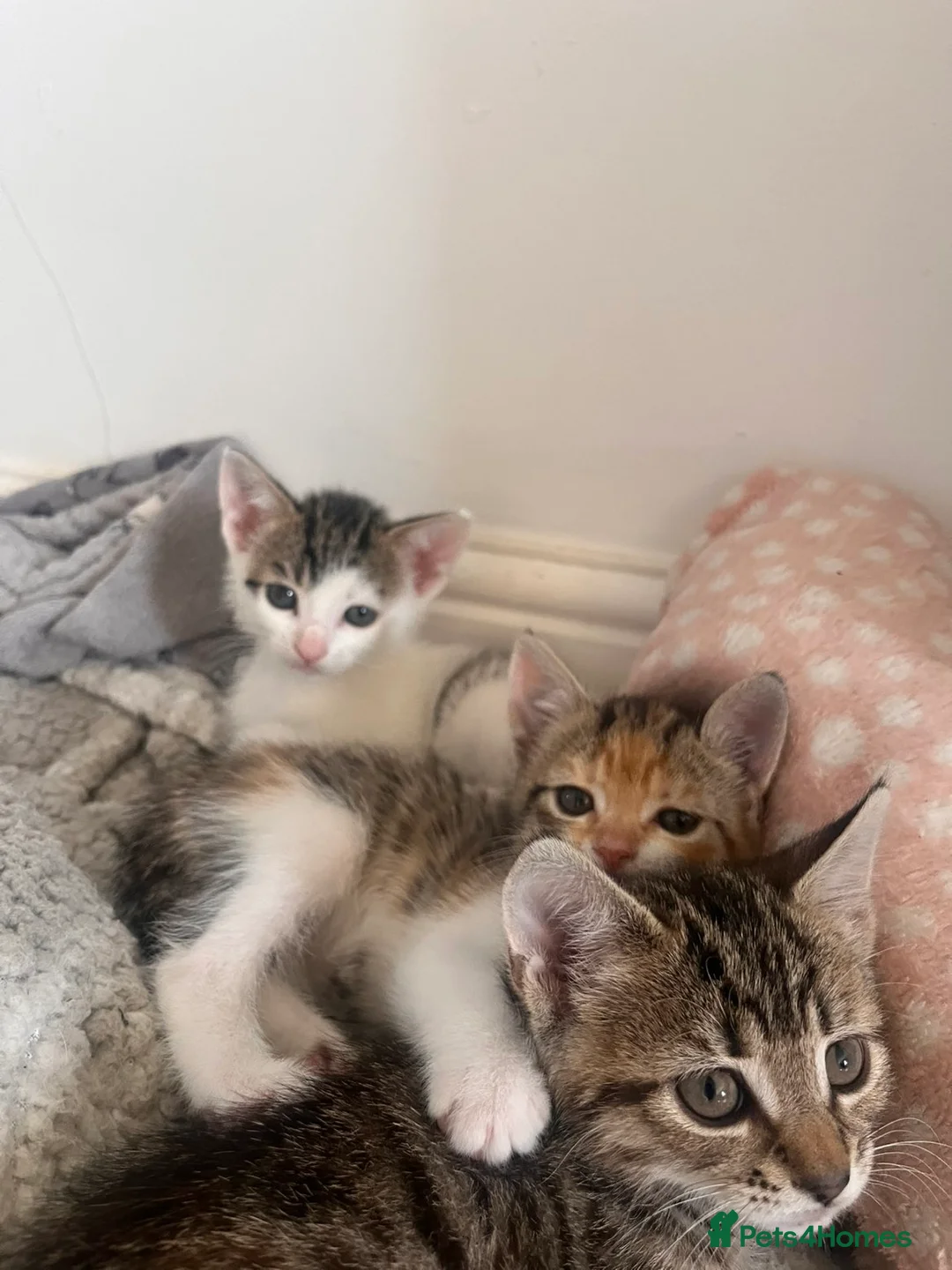 Mixed Breed cats for sale: Adorable kittens for sale - Advert 2
