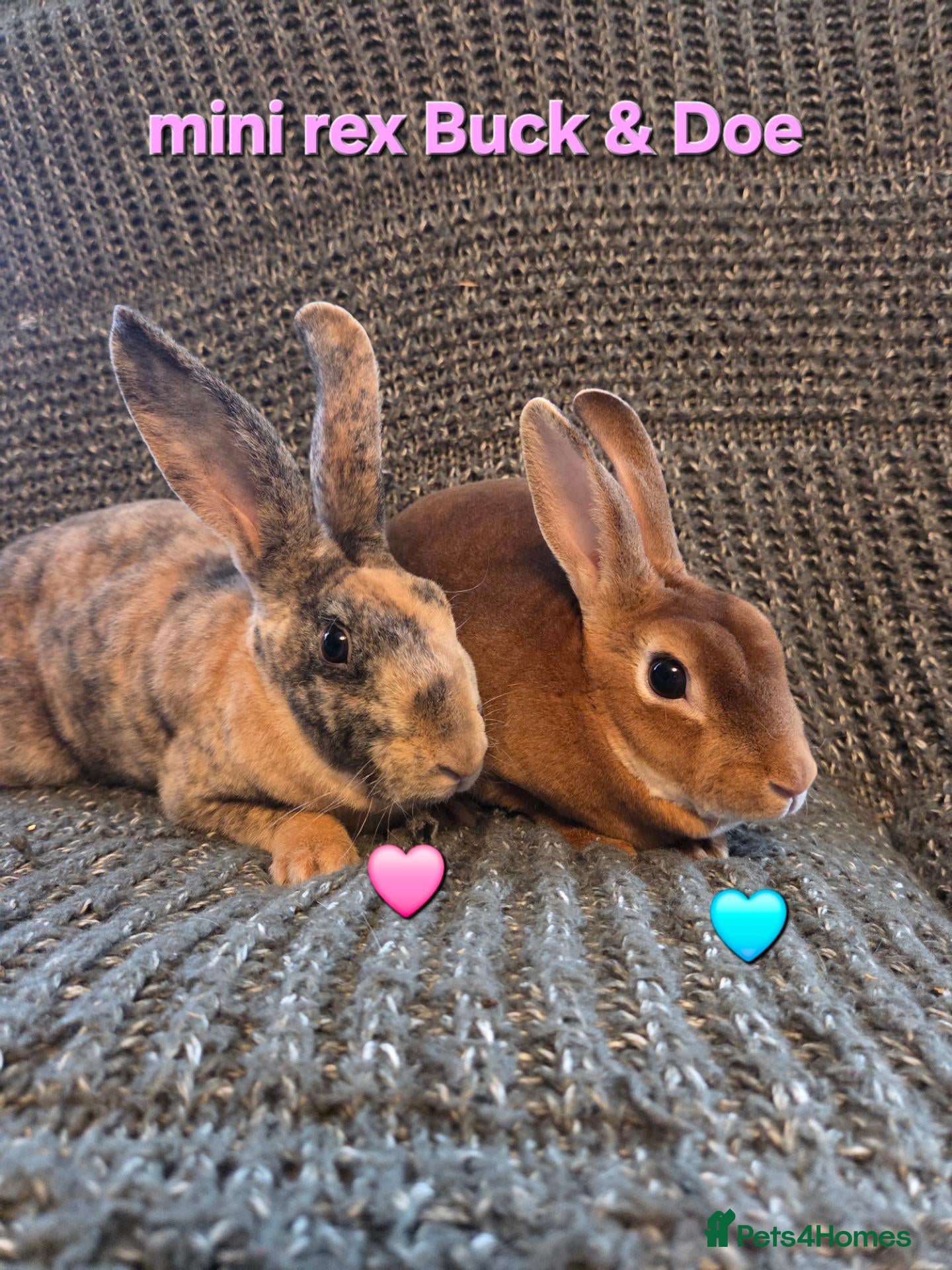 Rex rabbits Breeding pair of Unrelated mini rex - Advert 1