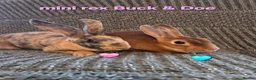 Rex rabbits for sale: Breeding pair of Unrelated mini rex - Advert 1