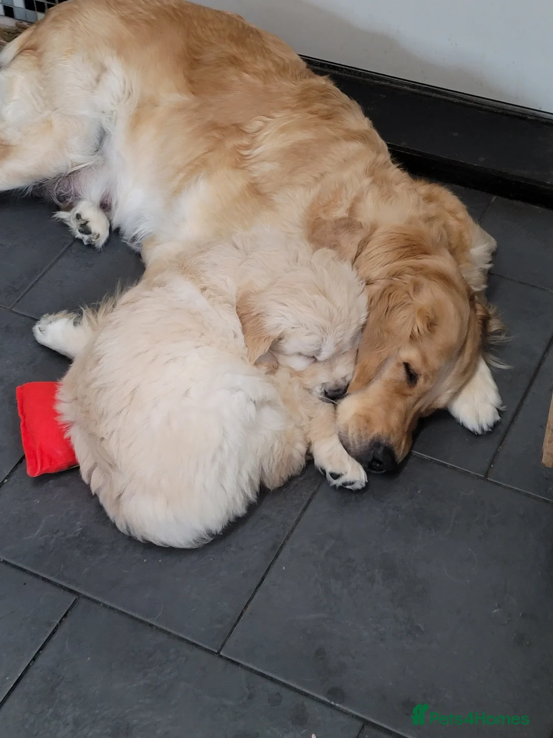 Golden Retriever dogs for sale: Golden Retriever Puppies  - Advert 2