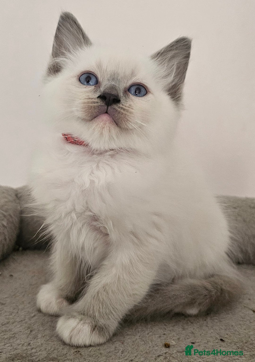 Ragdoll cats for sale: STUNNING GCCF CHAMPION SIRED KITTENS  - Image 13