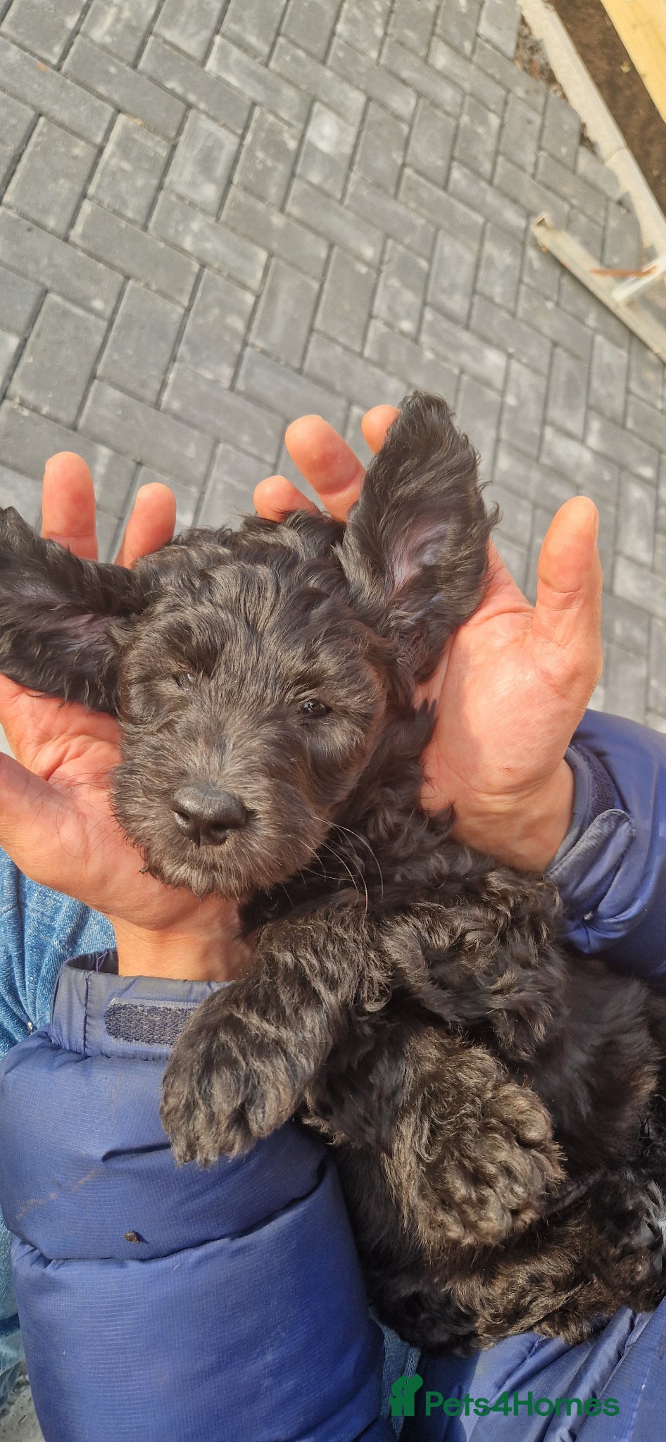 Goldendoodle dogs F1B Goldendoodle pupies - Advert 2