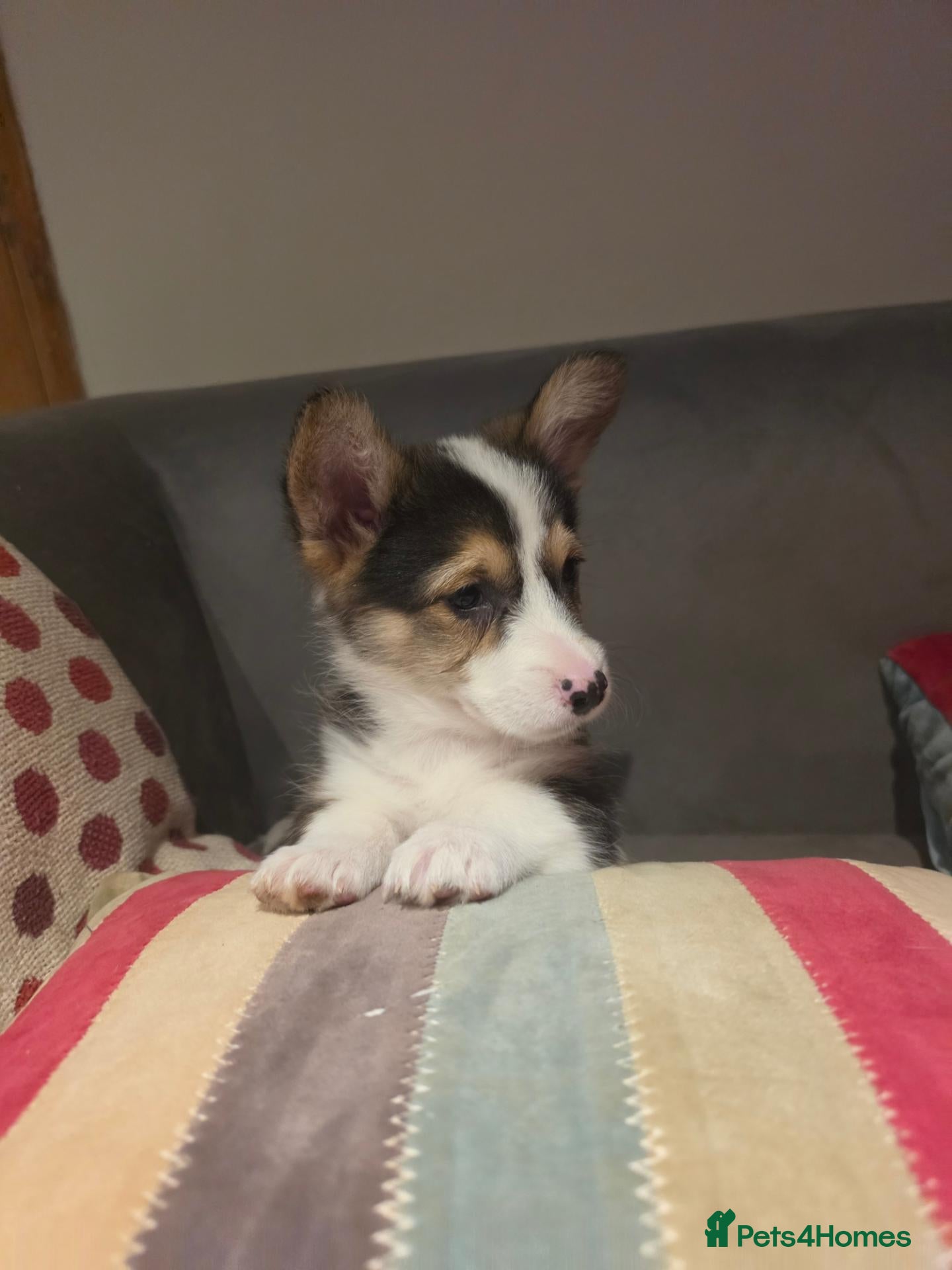 Welsh Corgi Pembroke dogs for sale: Corgi puppies looking for their forever home - Advert 2