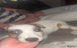 Mixed Breed dogs for sale: belgian malinois - Image 5