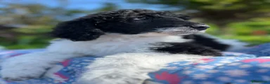 Standard Poodle Puppy 4
