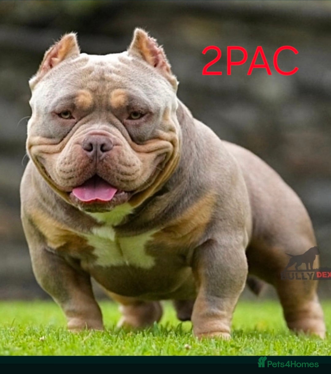 American Bully dogs for sale: ABKC POCKET BULLY LILAC TRI 2PAC DAUGHTER 🤠 LINES - Advert 8
