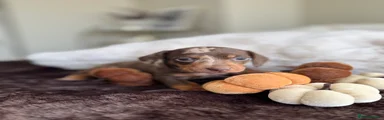 Miniature Dachshund 2
