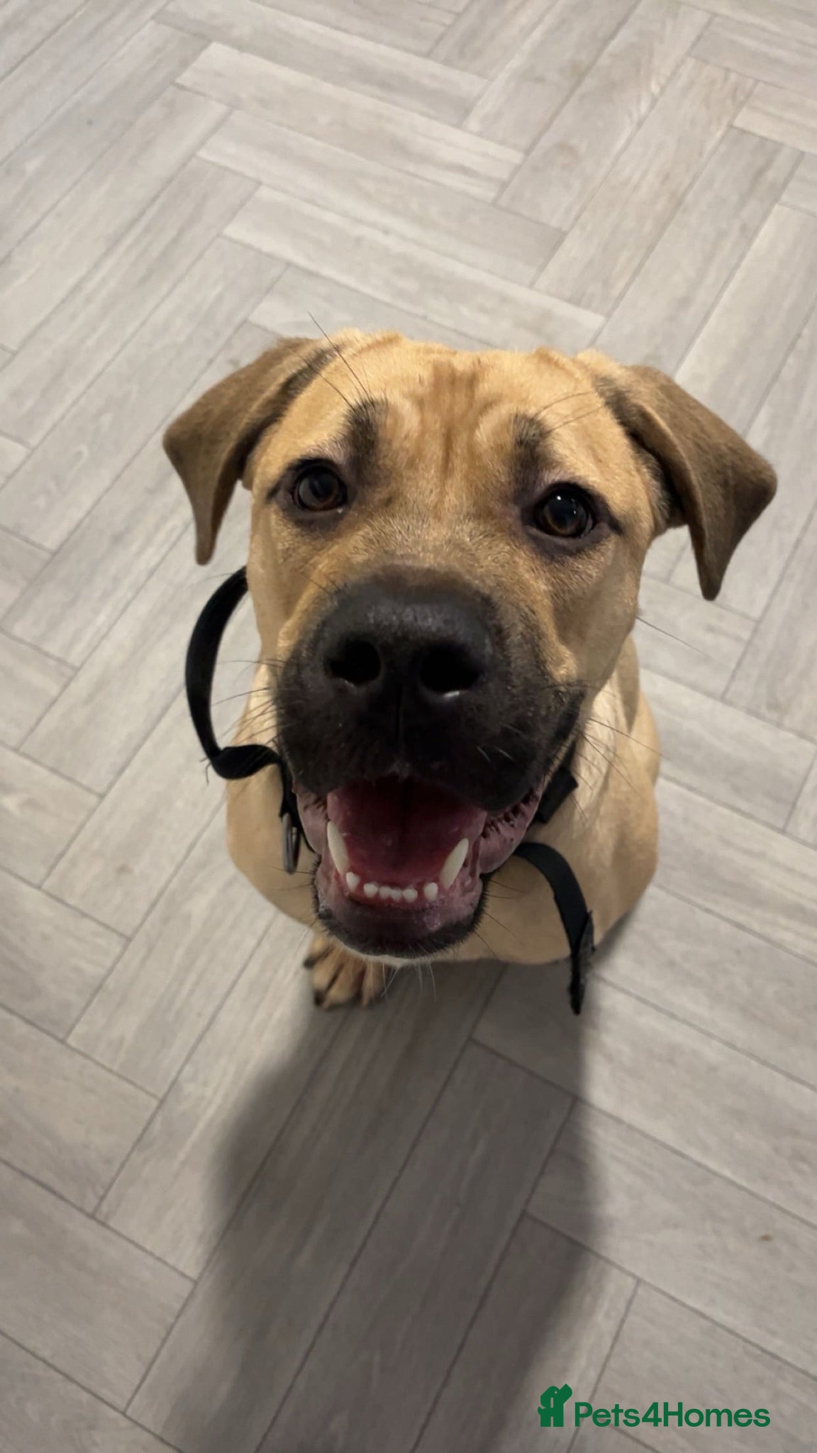 Mixed Breed dogs Cane corso x Mastiff for rehoming - Advert 14