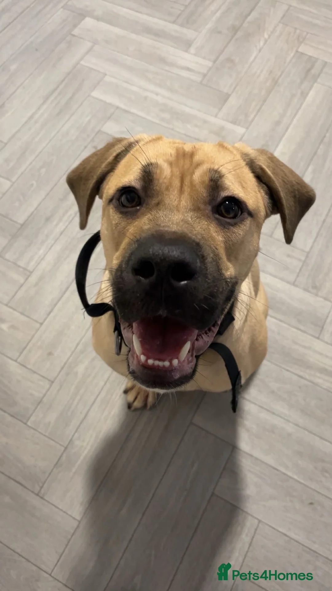 Mixed Breed dogs for sale: Cane corso x Mastiff for rehoming - Advert 1