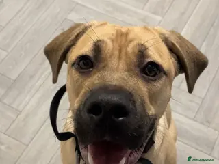 Mixed Breed dogs Cane corso mastif for rehoming - Advert 1