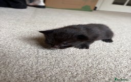 Mixed Breed cats for sale: Beautiful little of kittens  - Image 6