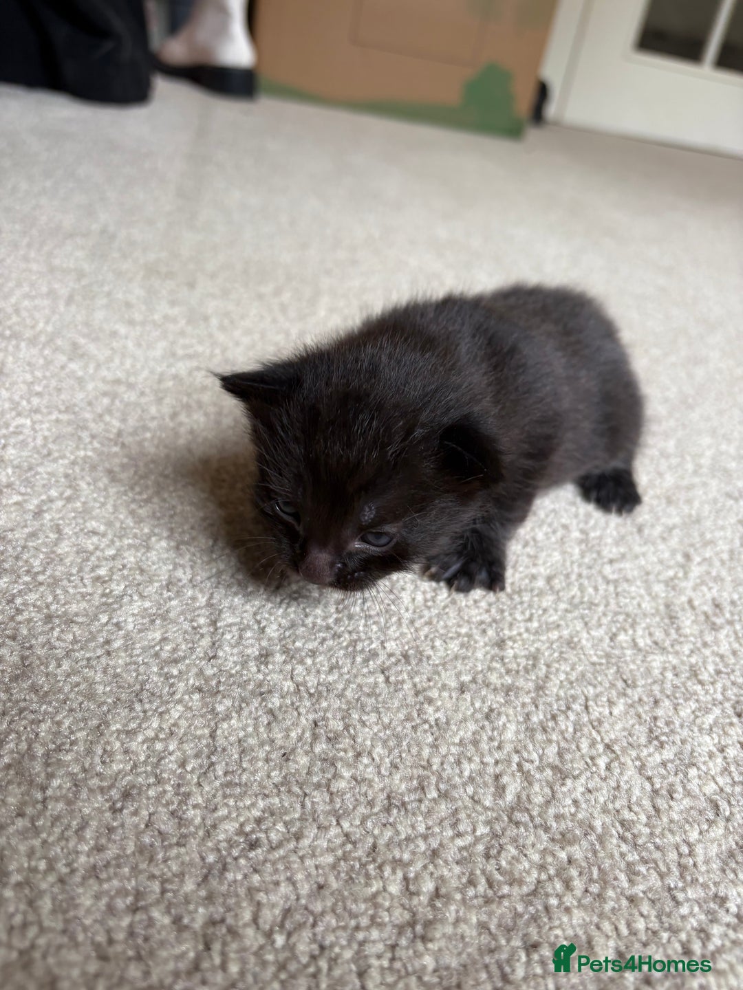 Mixed Breed cats for sale: Beautiful little of kittens  - Image 6