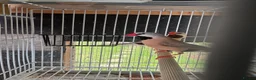 Finches birds for sale: Finches for sale  - Advert 4
