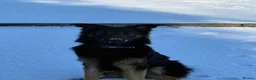 Mixed Breed dogs for sale: (Shadow)17 month German Shepard cross bordercollie - Advert 5