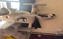 Mixed Breed cats for sale: Lil cuties need their forever homes  - Image 3