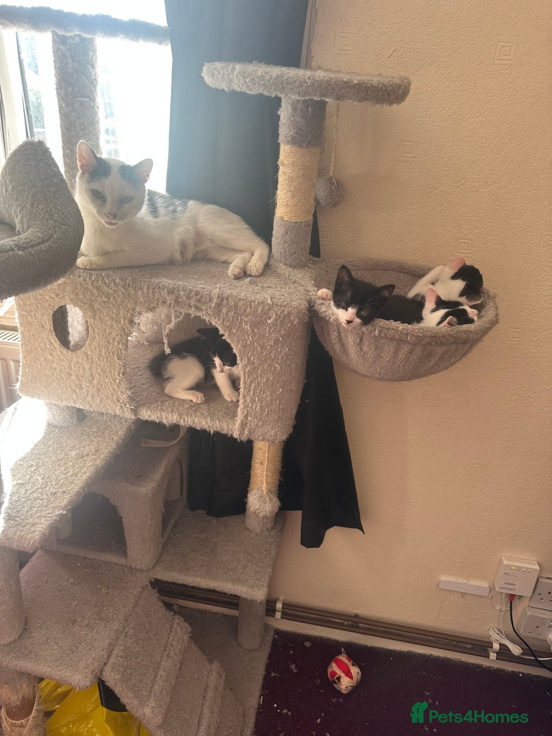 Mixed Breed cats for sale: Lil cuties need their forever homes  - Image 3