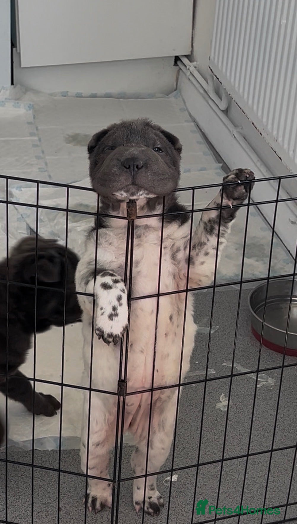 Shar Pei dogs Kc registered shar pei 2 girls left - Advert 6