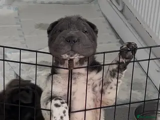 Shar Pei dogs Kc registered shar pei 2 girls left - Advert 6